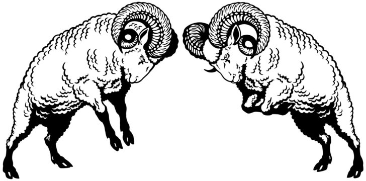 two rams fighting black white