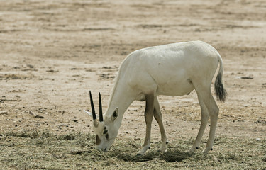 Antelope Oryx in Israeli nature reserve near Eilat