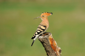 abubilla en el palo © Juan Pablo Fuentes S