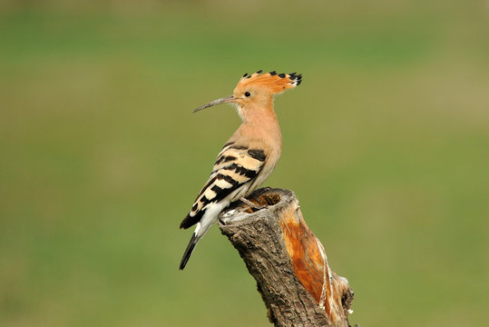 abubilla en el palo