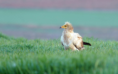 Alimoche adulto en el campo