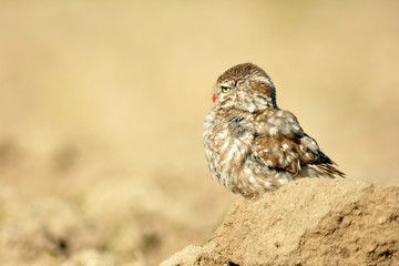 Mochuelo en campos de cultivo