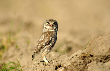 mochuelo en las tierras