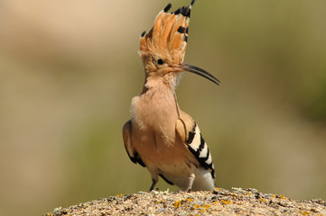 abubilla en la piedra