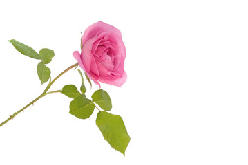 Fototapeta premium Rose
