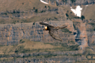La montaña y el quebrantahuesos