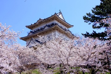 小田原城、桜