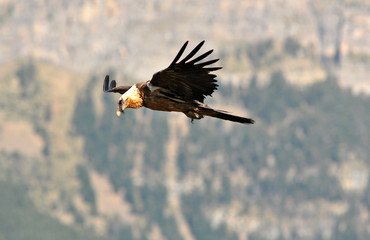 el vuelo del quebrantahuesos