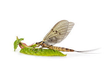 Mayflie