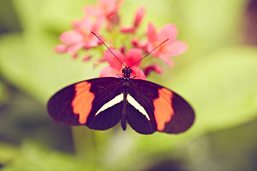 rot schwarzer schmetterling