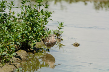 Combattente - Philomachus Pugnax