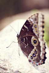Augen Schmetterling auf Stein