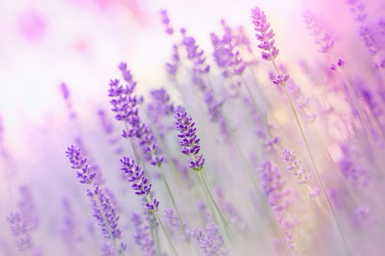 Fototapeta Beautiful lavender