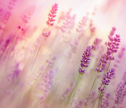 Fototapeta Beautiful lavender in flower garden