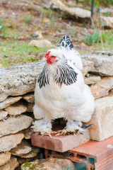 White Free Range Chicken