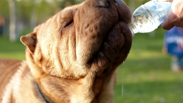 Shar Pei dog drinking