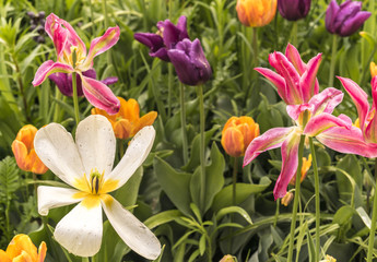 Flower garden in spring