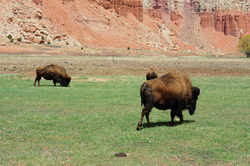 Bison on the plains of Utah