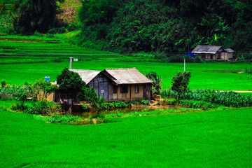Rice fields on terraces in vietnam