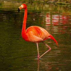 Rosy flamingo at the spring lake