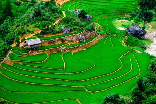 Rice fields on terraces in vietnam