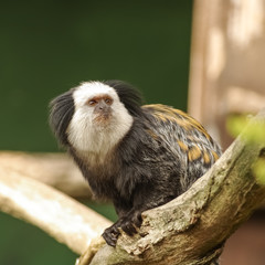 White-fronted Marmoset sitting at the tree
