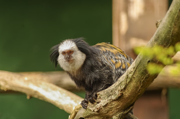 White-fronted Marmoset sitting at the tree
