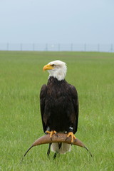 Eagle Haliaeetus leucocephalus - portrait