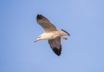 Fototapeta na wymiar Flying seagull