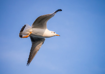 Naklejka premium Flying seagull