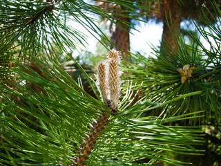 Nature. Branch or twig with needles of pine tree