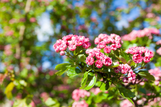Bloosoming pink flowers of hawthorn tree