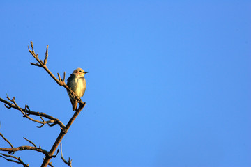 Chestnut-cheeked Starling (Agropsar philippensis) in Japan