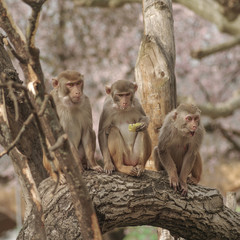 Rhesus macaque in close-up during natural behavior