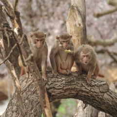 Rhesus macaque in close-up during natural behavior
