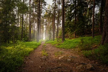 Fotobehang Hiking track in forest during a summerset © stefanholm