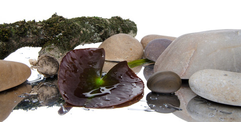 Composition with a waterlily leaf, stones and a tree branch