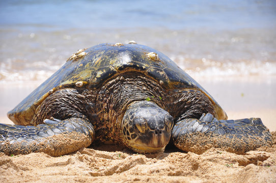 Green sea turtle on beach in Hawaii, Oahu