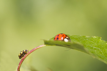 ladybird