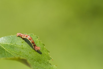 Obraz premium Mottled Umber (Erannis defoliaria)