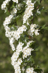 Hawthorn  (Crataegus monogyna)