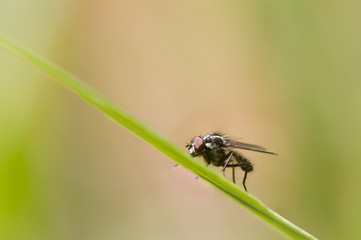 Fly