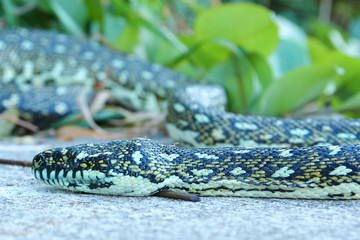 Australian python snake