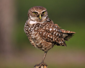 Burrowing Owls of South Florida