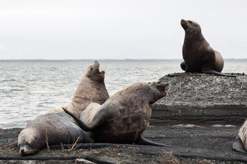 Fototapeta premium Steller sea lion rookery. Kamchatka