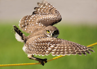 Burrowing Owl