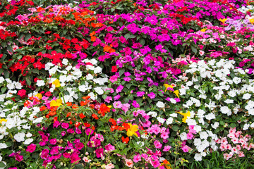 Impatiens flowers in the garden