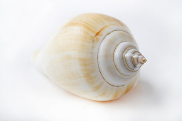 shell isolated on white background, generic style