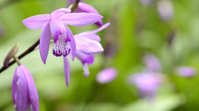 紫蘭の花