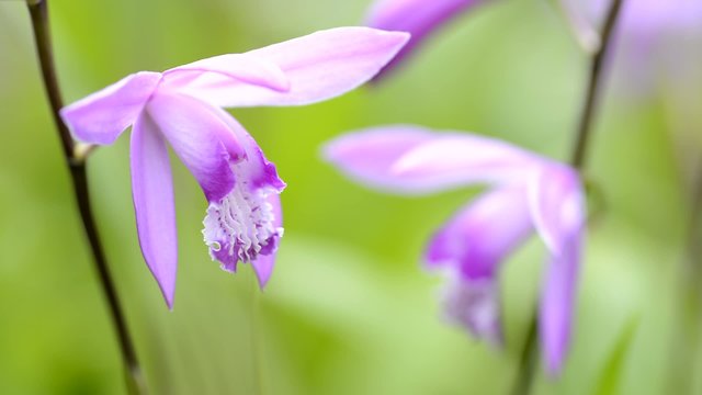 紫蘭の花のアップ